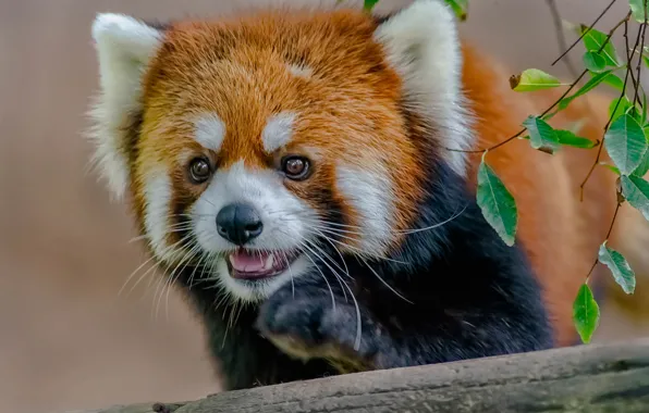 Look, face, leaves, branches, red Panda, red Panda