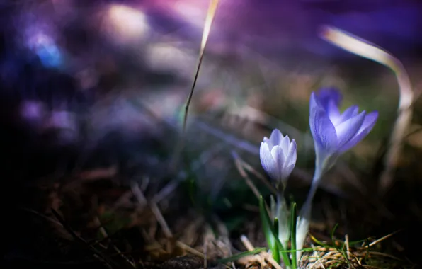 Picture grass, flowers, nature, spring, lilac, Crocuses