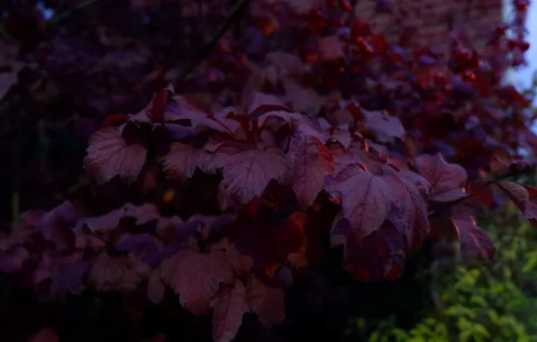 Autumn, red, Bush, Burgundy