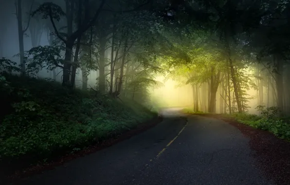 Picture road, forest, grass, light, branches, fog, highway