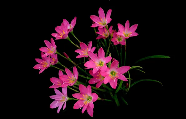 Picture background, plant, petals, Zephyranthes