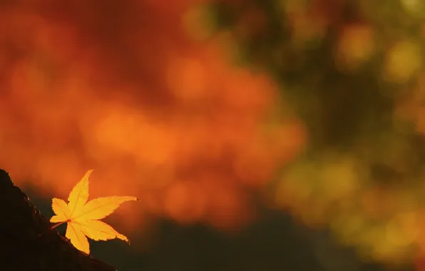 Yellow, sheet, glare, background, autumn