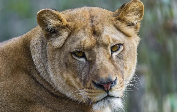 Picture cat, look, face, lioness, ©Tambako The Jaguar