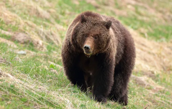 Wallpaper pose, look, bear, slope, background, bear, walk, brown
