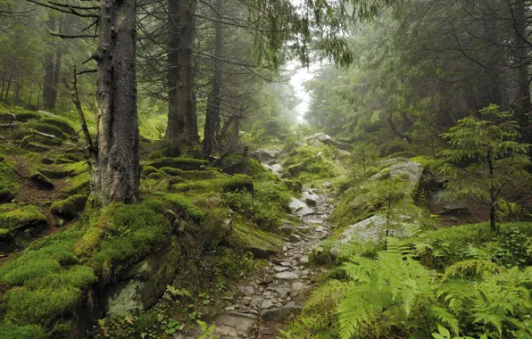 Picture forest, trees, nature, stones, moss