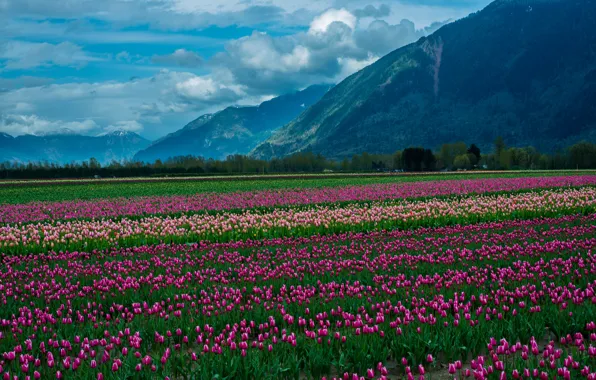Field, clouds, snow, landscape, flowers, mountains, nature, tulips