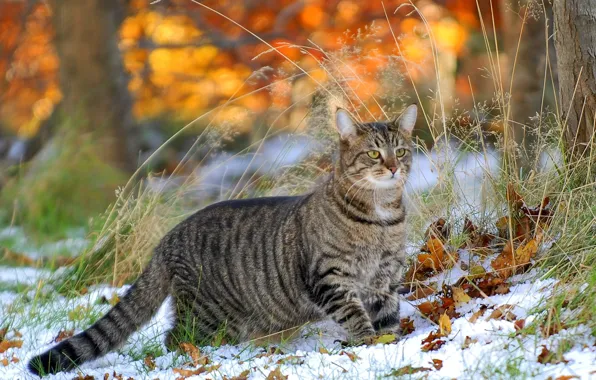 Picture cat, grass, leaves, snow
