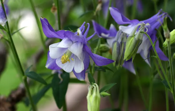 Macro, the catchment, Aquilegia