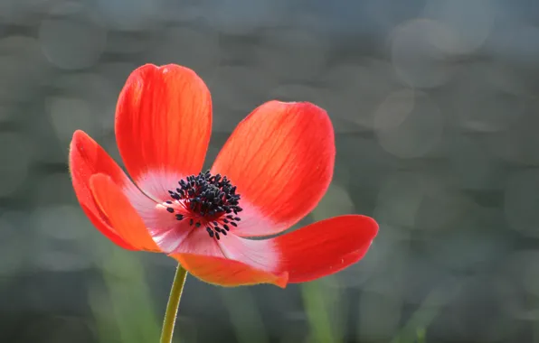 Flower, red, glare, grey, background, petals, Anemone
