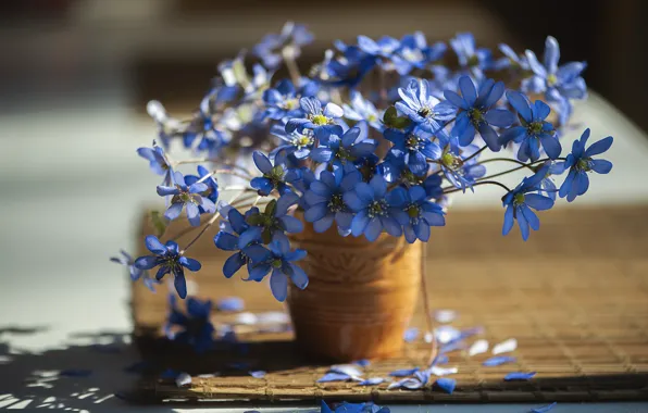 Picture flowers, blue, bouquet, vase, anemones, Zelma Brezinska