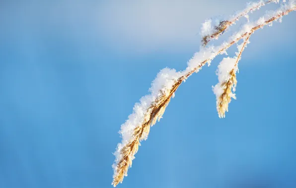 Picture the sky, grass, snow, background, spike