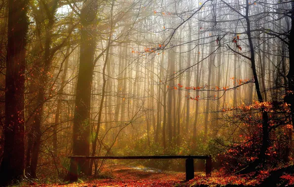 Autumn, forest, fog