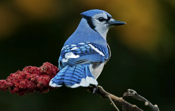 Picture bird, blue, branch, blur, tail