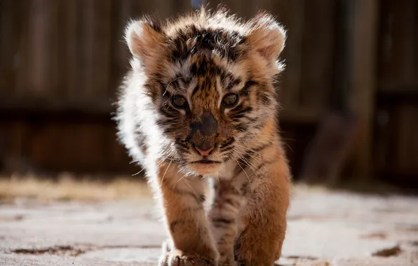 Tiger, kitty, tiger