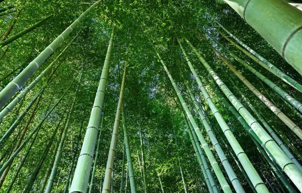 Summer, green, bamboo, summer, trees, nature, sunlight