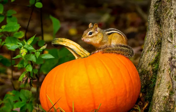 Picture autumn, pumpkin, Chipmunk
