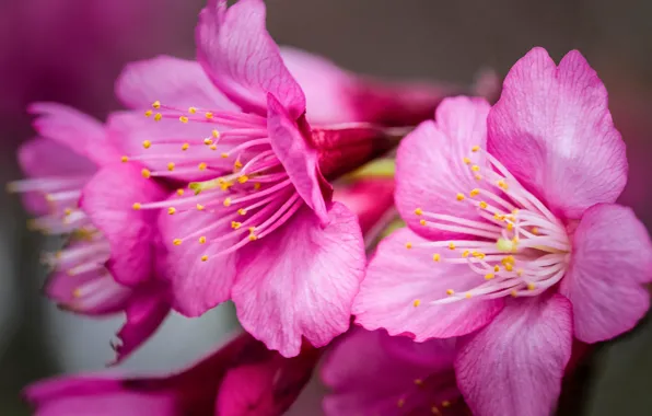 Picture macro, flowers, Sakura, pink