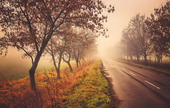 Picture road, autumn, trees, nature, fog