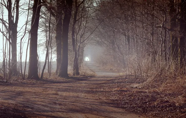 Picture road, autumn, forest, leaves, trees, plants