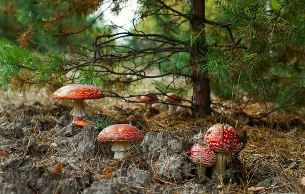 Forest, branches, nature, tree, glade, mushrooms, mushroom, mushroom