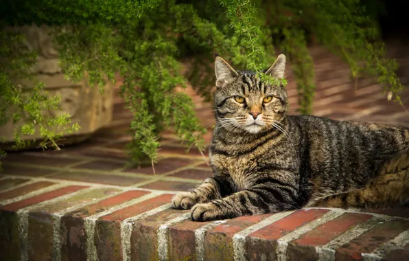 Cat, cat, lies, bricks