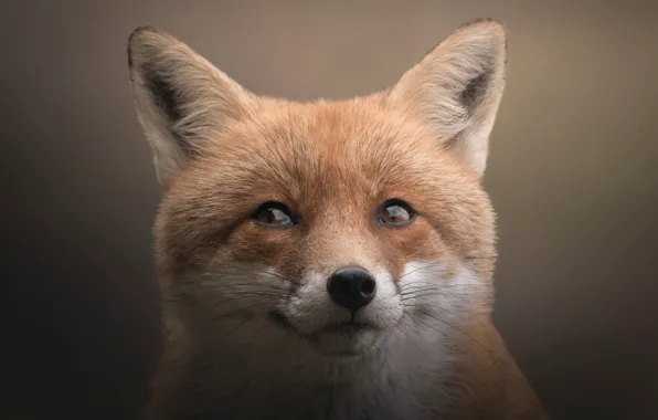 Picture look, face, close-up, nature, pose, portrait, Fox, red