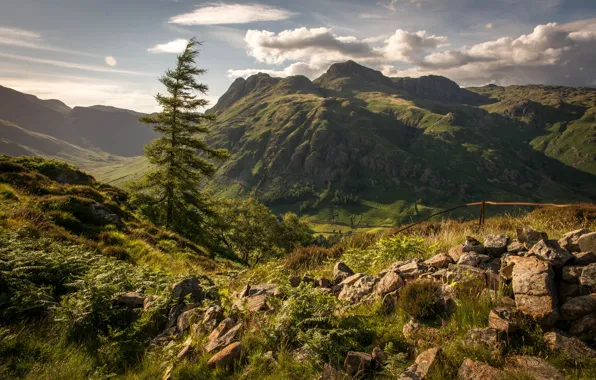 Picture the sky, clouds, trees, mountains, stones, spruce