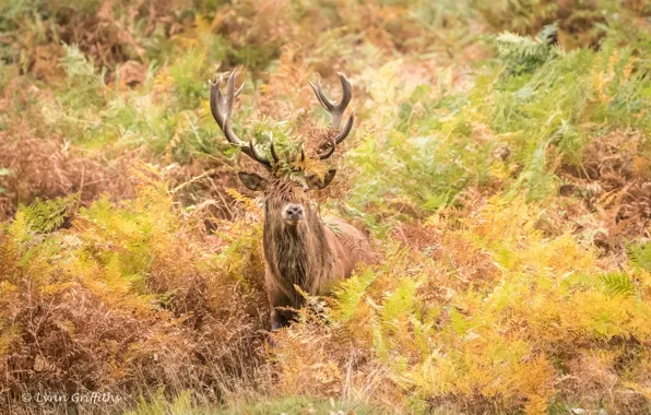 Picture autumn, thickets, deer, horns