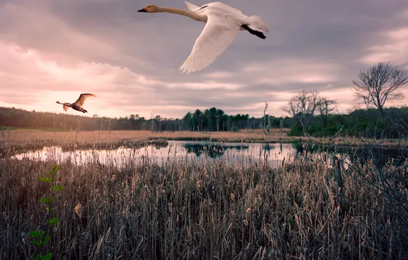 Autumn, pond, swans
