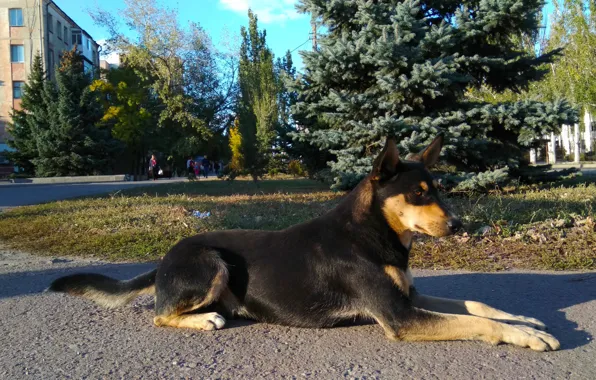 Mongrel, posing, dog