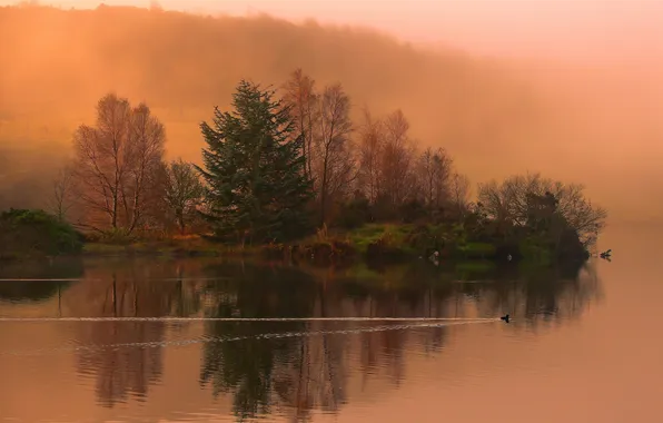 Picture autumn, forest, the sky, grass, clouds, trees, landscape, sunset