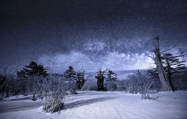 Winter, the sky, stars, snow, trees, landscape, night, Nature