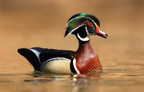 Bird, duck, wood duck