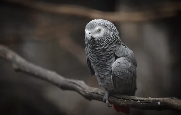 Picture bird, branch, Jaco, Grey Parrot