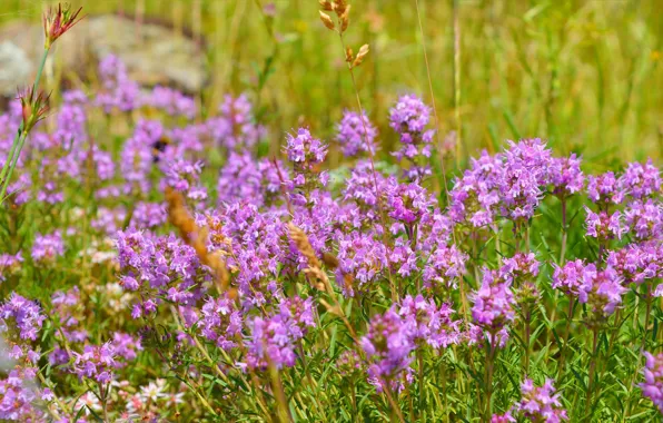 Picture Flowers, Nature, Flowers