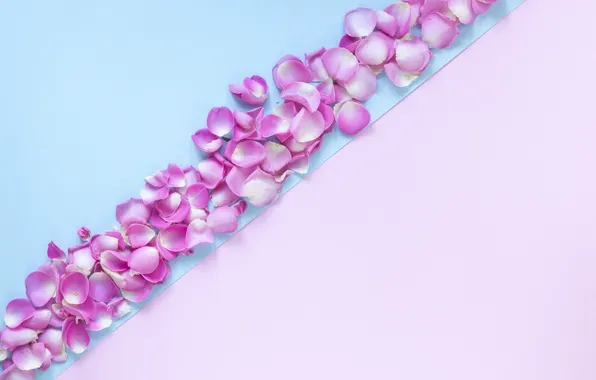 Flowers, background, blue, roses, petals, pink, rose, buds