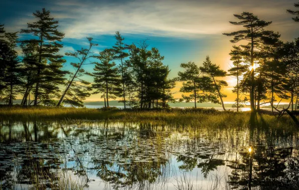 Water, trees, morning
