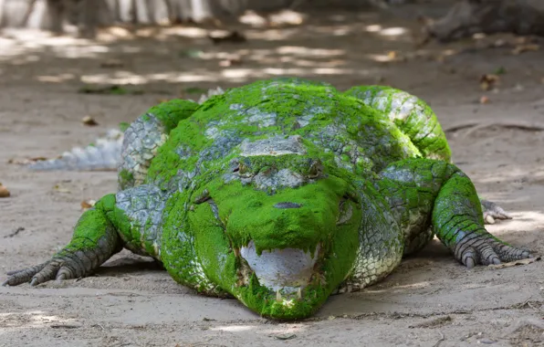 Look, color, mouth, African crocodile