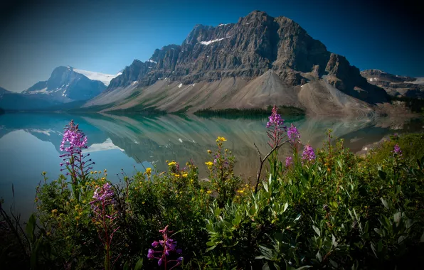 Flowers, Canada, Albert, Banff National Park, Alberta, Canada, Banff, Canadian Rockies