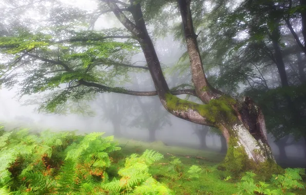 Trees, landscape, nature, fog