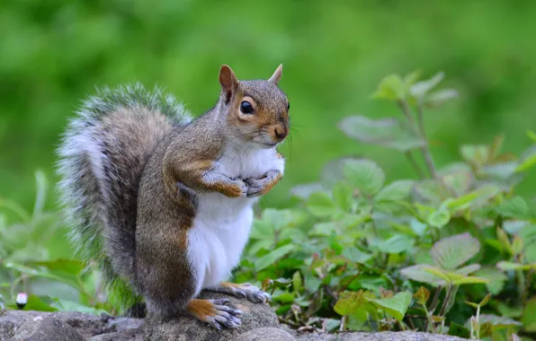 Greens, grass, protein