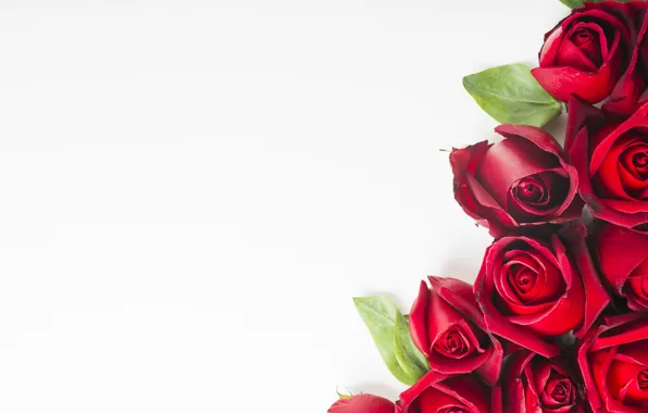 Picture white, background, roses, bouquet
