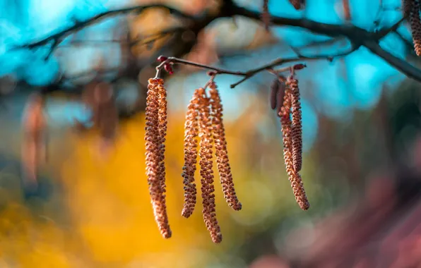 Light, branches, background, blur, birch, bokeh, earrings, birch