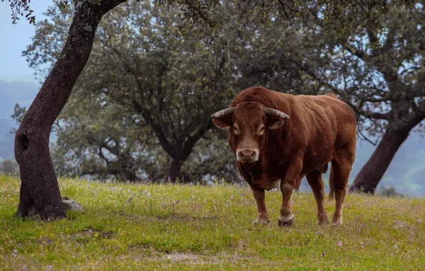Look, trees, nature, glade, foliage, power, horns, brown