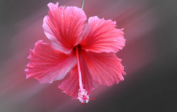 Picture flower, petals, hibiscus