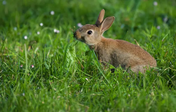 Grass, rabbit, rodent