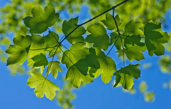Picture summer, the sky, macro, branches, foliage