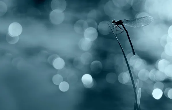 Macro, light, glare, dragonfly, silhouette, insect, a blade of grass, bokeh