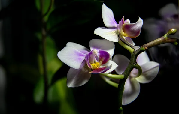 Flower, macro, Orchid, macro shooting
