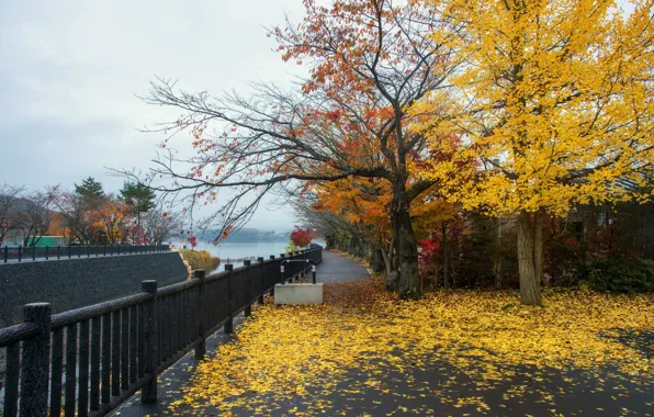 Autumn, leaves, trees, Park, street, colorful, landscape, park